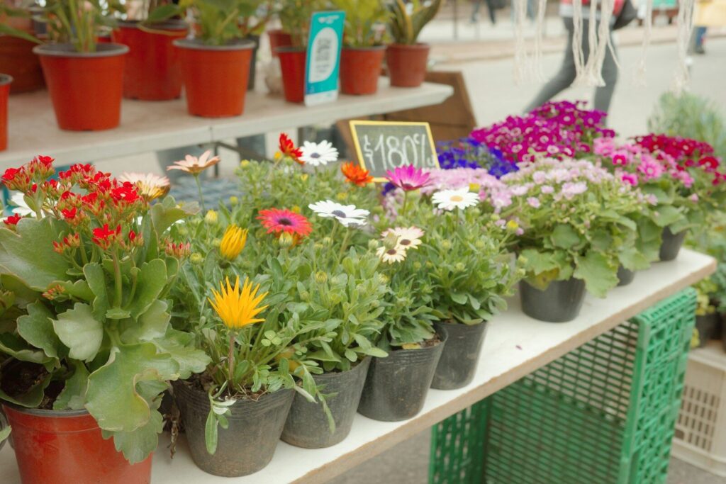 Plants, Seeds and Nursery Stock