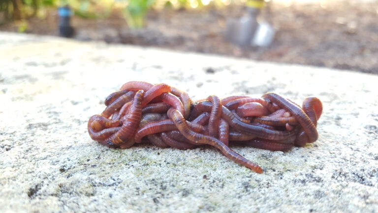 Vermicomposting in Winter: How to Keep Your Worm Bin Alive When It Gets Cold