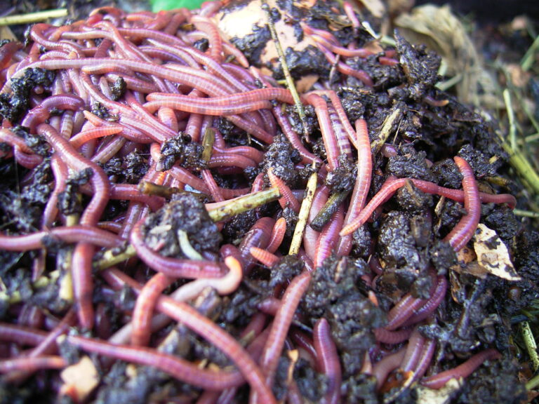 Vermicomposting for Beginners: The Complete Guide to Worm Composting