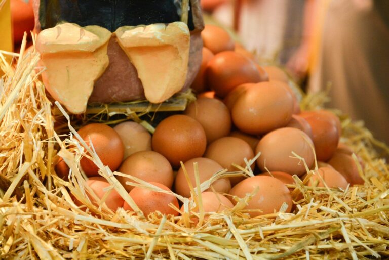 Backyard Egg Selling Laws in Massachusetts