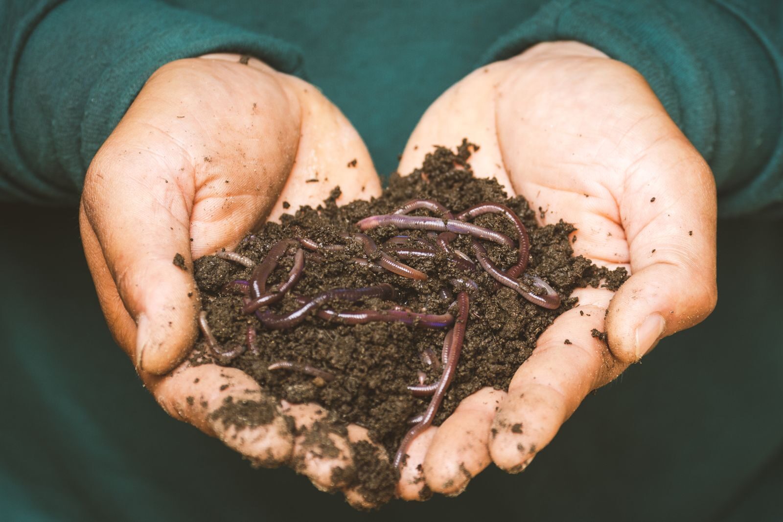 Best Worm Bins for Beginners: Honest Reviews After Testing Them Ourselves