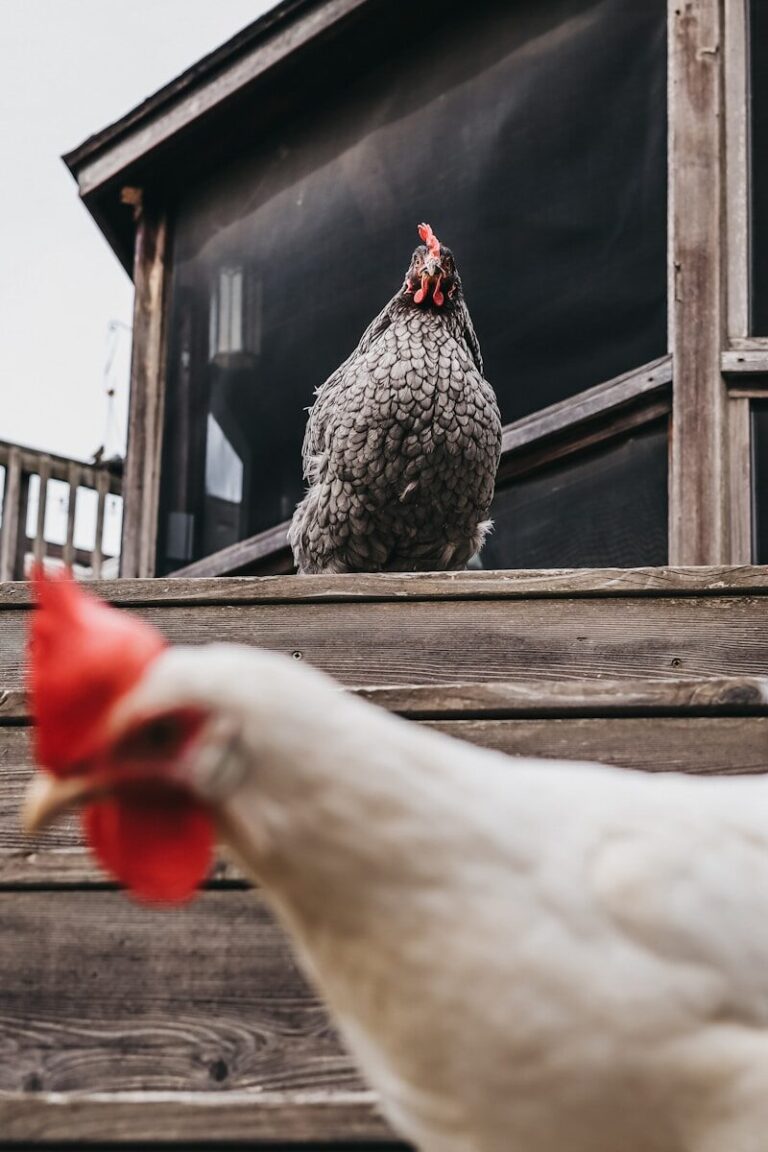 How to Build a Chicken Coop: Step-by-Step Plans for a 4×8 Beginner Coop