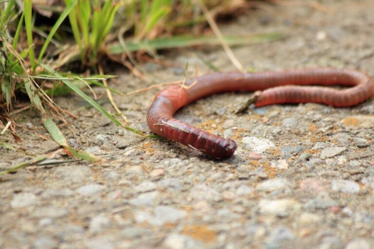 Red Wigglers vs Nightcrawlers: Which Worm is Better for Composting?