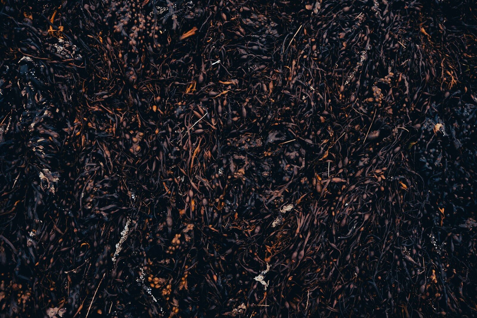 Worm Castings vs Compost: